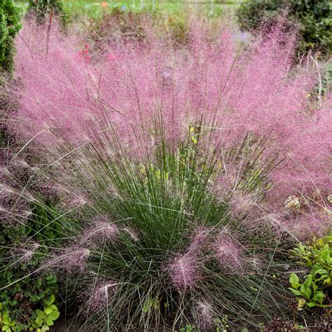 Muhlenbergia Undaunted 18/18 3.5 IN Pot - Griffin Greenhouse Supplies