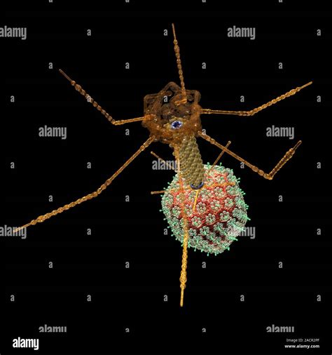 This image may not be used in educational posters Bacteriophage T4 ...