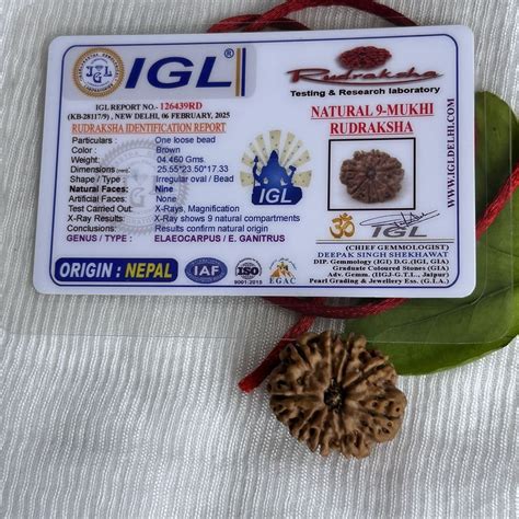 9 Mukhi Rudraksha - Nepali – Kailasha Rudraksh