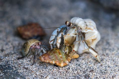 Do Hermit Crabs Have Gills: Knowing How Hermit Crabs Breathe - HomeTanks