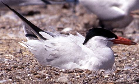 Caspian Tern - Sterna caspia - Laridae - Birds of India - Avifauna ...