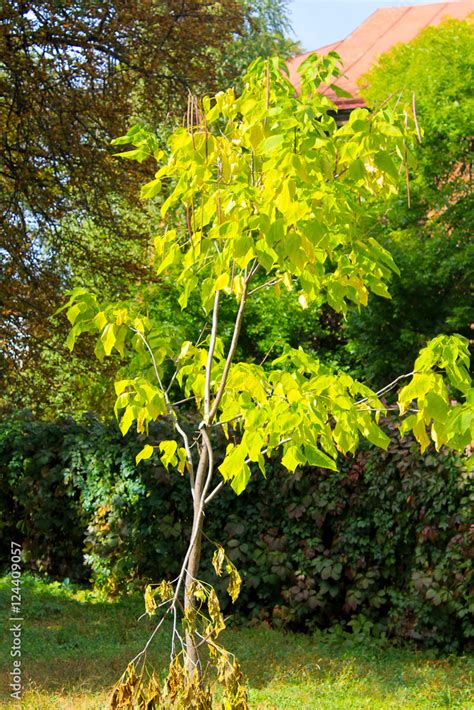 Cigar Tree 的图像结果