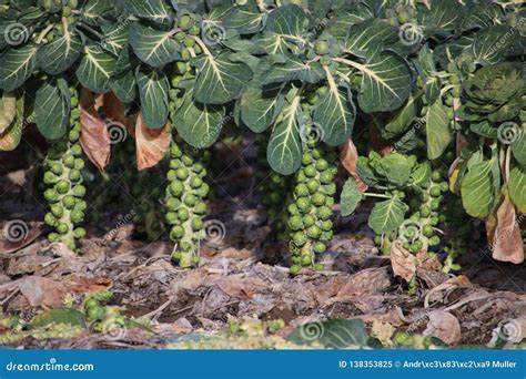 Brussels Sprouts Growing on Plant at Farm Field in Zwijndrecht, the ...