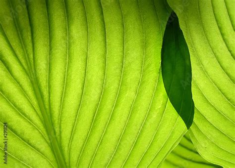 "green backgroubd" Stock photo and royalty-free images on Fotolia.com ...