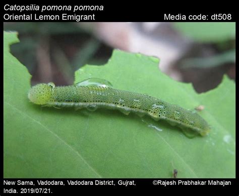 Catopsilia pomona | Butterfly