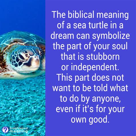 Biblical Meaning Of a Turtle In a Dream: Interpreting 11 Divine ...