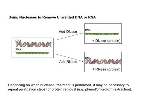Image result for DNA vs RNA Extraction