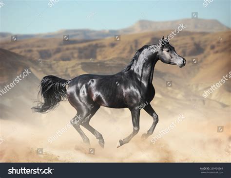 Black Arabian Horses Running PRIMUS S | AL ALSAN ARABIANS