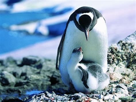 企鹅如何停止焦虑并爱上抚养下一代 - 知乎