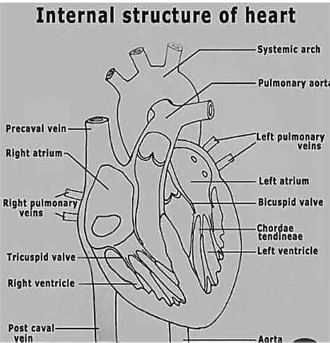 Diagrams based questions Q 20. Draw a well labelled diagram of the ...