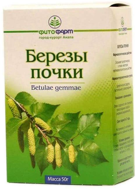 Березовые почки: полезные свойства и противопоказания для приема ...
