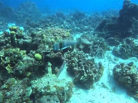 RED SNAPPER DIVING (2025) All You Need to Know BEFORE You Go (with ...