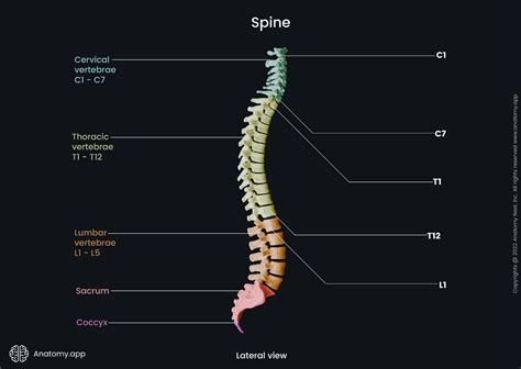 Lumbar Vertebra Lateral View Normal Anatomy Of The Human Vertebral