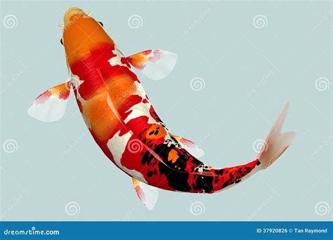 Koi fish stock photo. Image of water, pets, decoration - 37920826