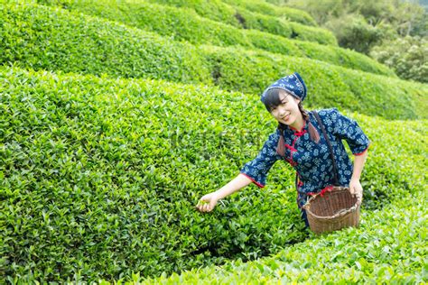 浙江湖州：志愿服务 采茶助农-国际在线