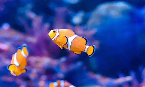 Image result for Fish Networking Visual Scripting