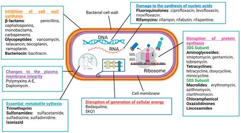 Antimicrobial Action Mechanisms of Natural Compounds Isolated from ...