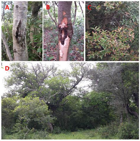 JoF | Special Issue : Diagnosis of Plant Pathogenic Fungi and Oomycetes ...