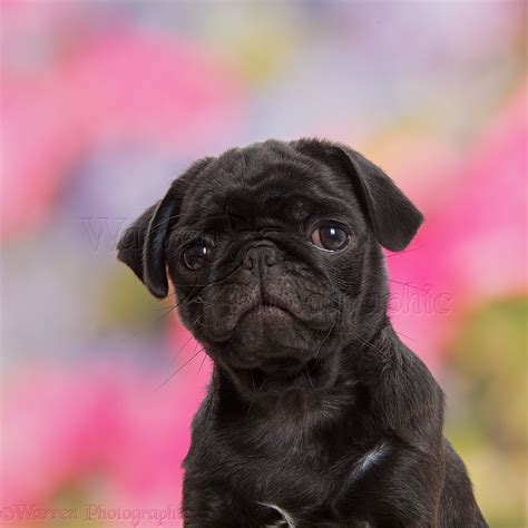 Dog: Black Pug puppy, 10 weeks old photo WP43481