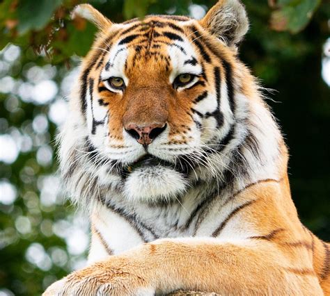 DARTMOOR ZOOLOGICAL SOCIETY (2026) All You Need to Know BEFORE You Go ...