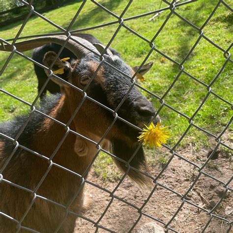 WILDPARK HAIBACH (2025) All You Need to Know BEFORE You Go (with Photos ...