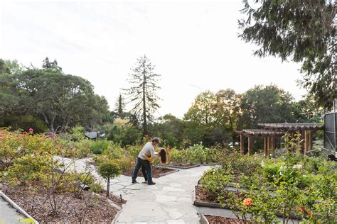 Berkeley engagement photos at Berkeley Rose Garden | Zoe Larkin Photography