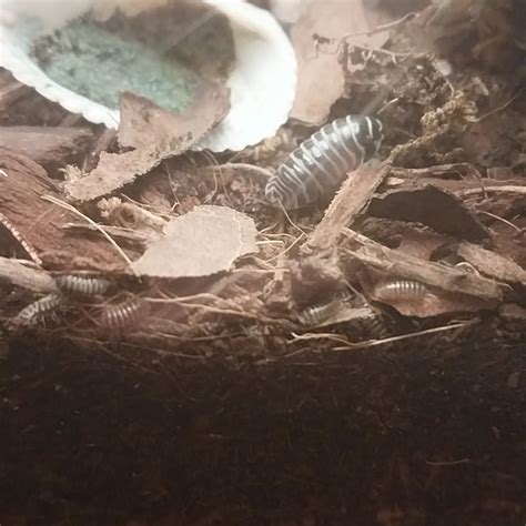 Baby tremors! : r/isopods