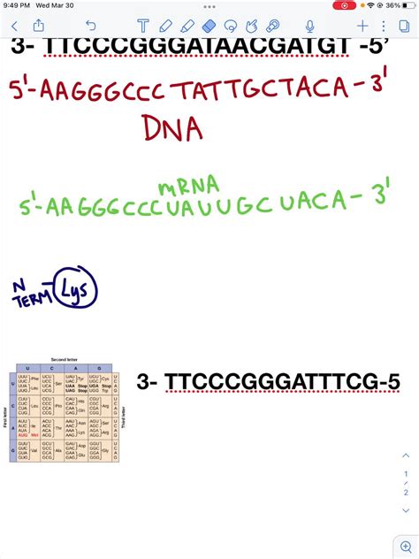 Image result for Complementary mRNA Strand