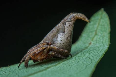 These Scientists Just Discovered A Spider That Uncannily Looks Like The ...