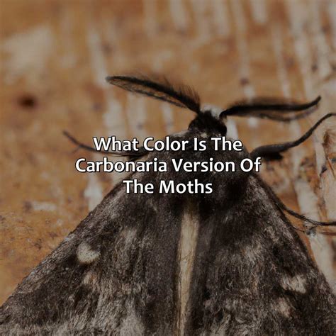 What Is The Opposite Color Of Orange - colorscombo.com