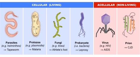 Image result for Different Types of Pathogens