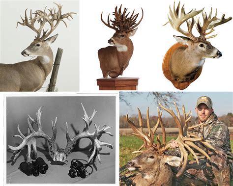 Photos and Stories of the Biggest Whitetail Deer