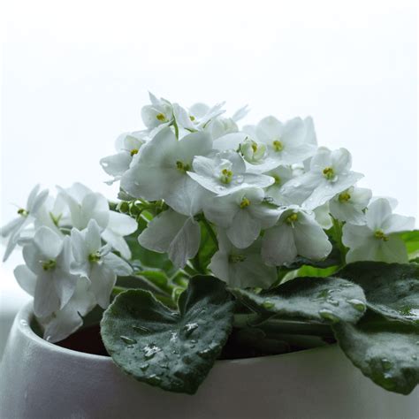 7 Types of White African Violets - African Violet Resource Center