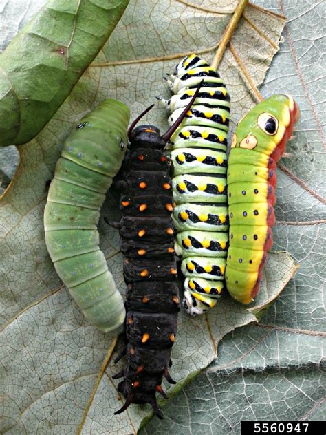 Tiger Swallowtail Butterfly Caterpillar