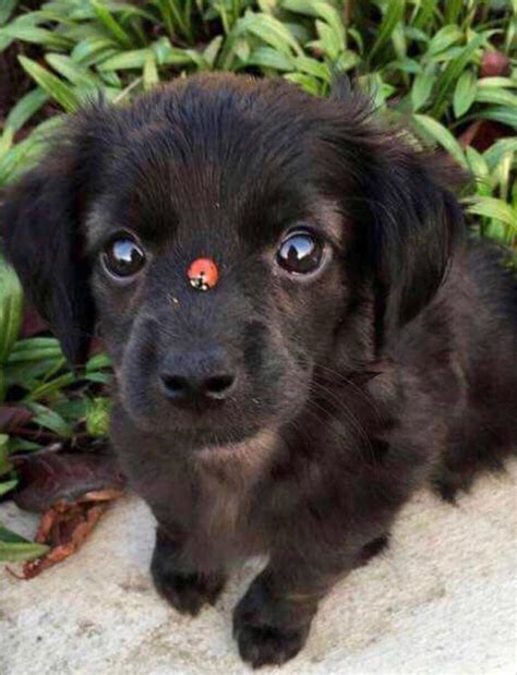Puppy with a ladybug : r/aww