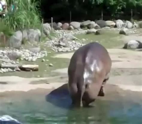 Image result for Hippo Has Exploding Diarrhea