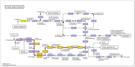 Transcriptome-Based Analysis of Mitochondrial Influence on Key ...