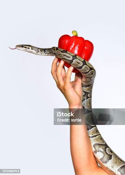 Image result for Python Wrapping Itself around Prey