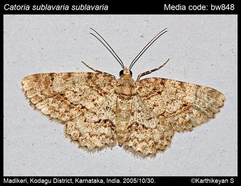 Catoria sublavaria (Guenée, [1858]) - | Moths