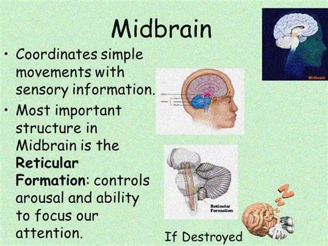 Image result for Brain Nervous System Function