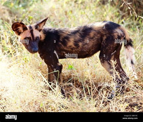Wild Dog also known as Cape Hunting Dog (Lycaon pictus) in Tsavo West National Park Stock Photo ...
