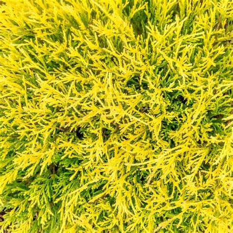 Spring Hill Nurseries Gold Cone Upright Juniper Feature Shrub in 2.25 ...