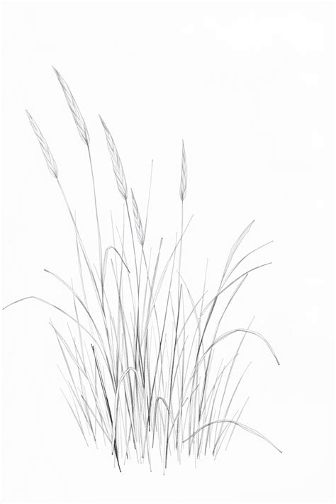 Image result for Drawing Grass Tutorial