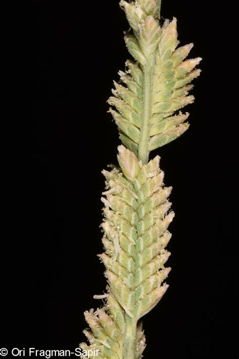 Aeluropus littoralis - Coast Aeluropus, כף-חתול שרועה, כף-חתול שרועה ...