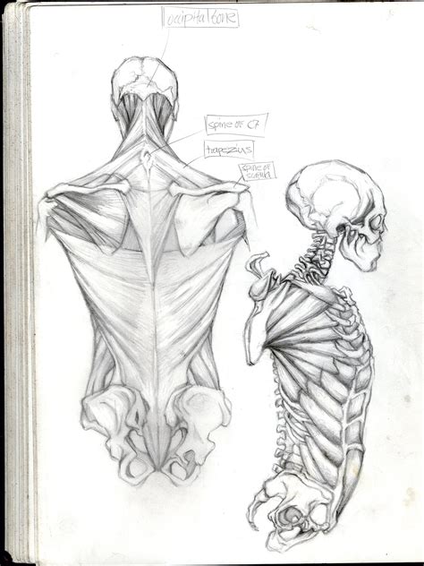 Muscular System Drawing