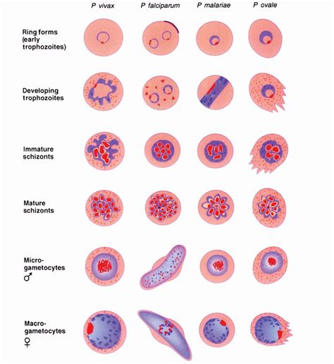 Fig. 2: Appearance of stained intraerythrocytic parasites [18]