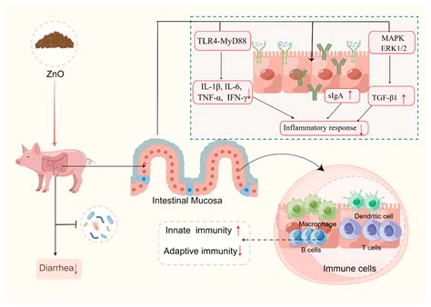 The Mechanism of Zinc Oxide in Alleviating Diarrhea in Piglets after Weaning: A Review from the ...