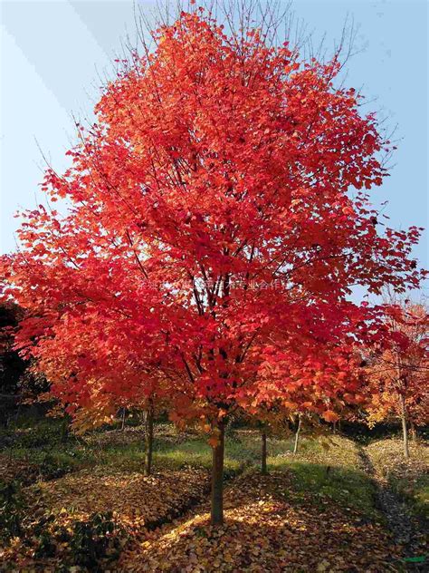 漂亮的红枫树风景图片-园林杂谈-长景园林网