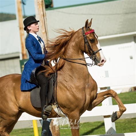 Twin State American Saddlebred Association