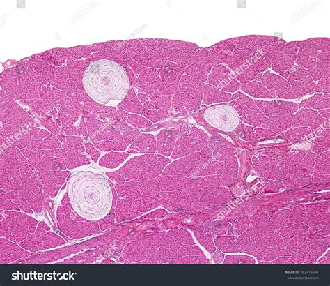 Pacinian Corpuscle Structure